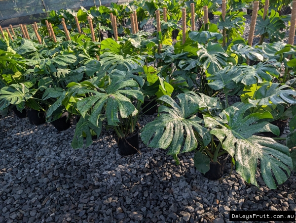 Monstera in rows of pots at Darabgee Nursery