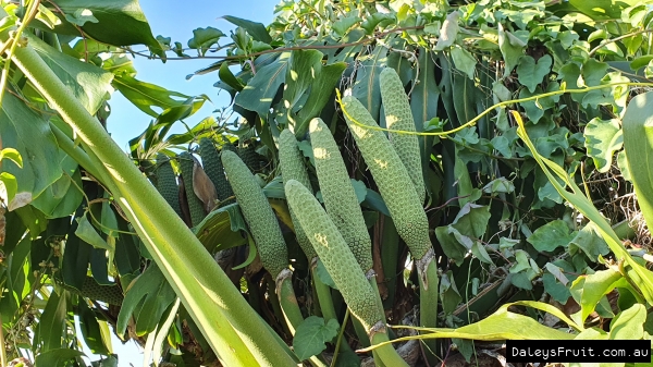 A fascinating fruit.. more then just an awesome looking indoor plant