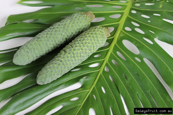 swiss cheese plant fruit