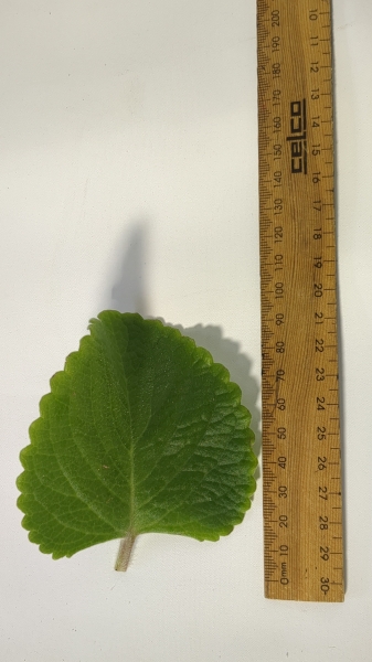 Leaf of the Mother of Herbs