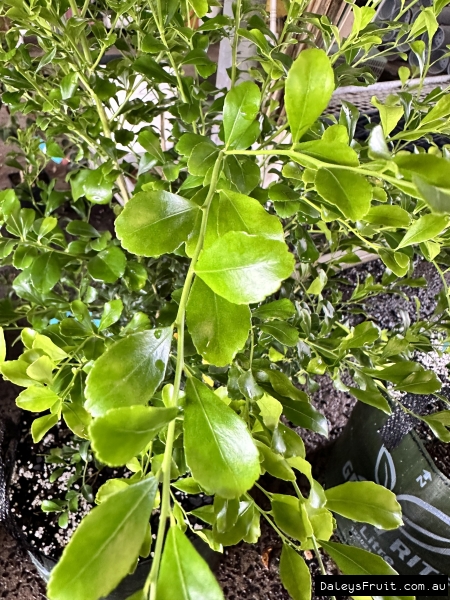 Thornless native lime similar to a Finger Lime.