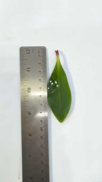 Leaf of the Mountain Pepper- Female