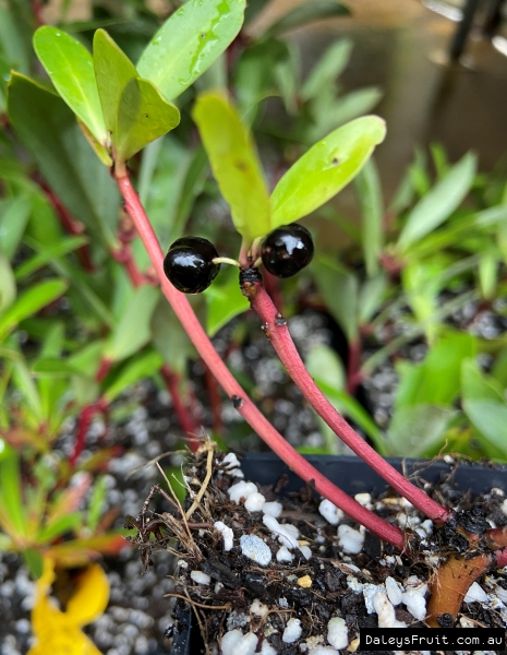 Cutting grown plants baring pepper berries early in their pots