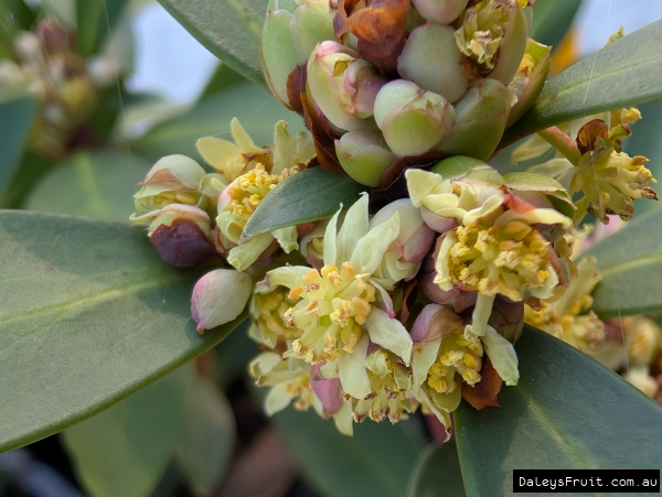 The male flowers of mountain pepper
