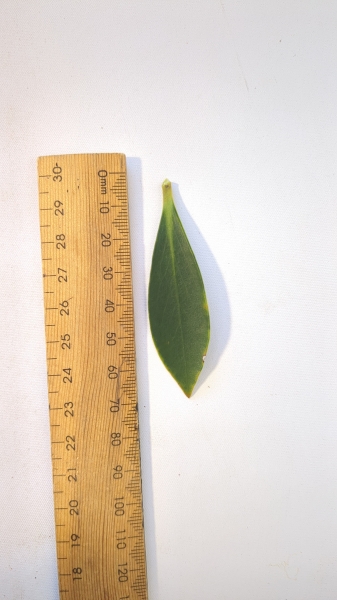 Leaf of the Mountain Pepper - Male
