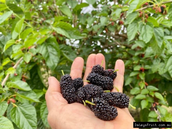 Beenleigh Black mulberry fruit being held in the hand to show size in front of the tree