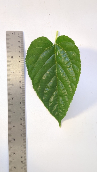 Leaf of the Mulberry - Lena