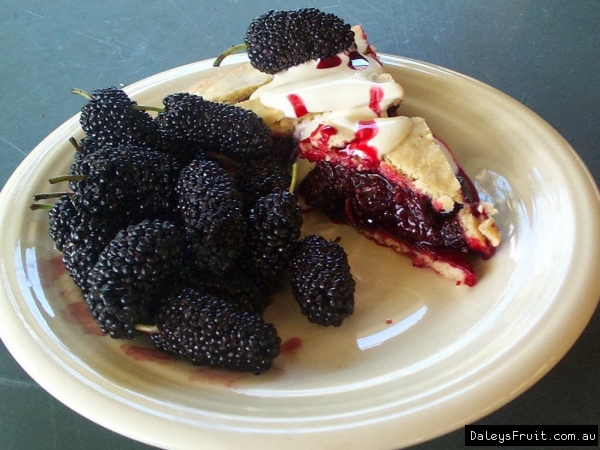 Mulberry Pie one of the joys of having too many mulberries to eat