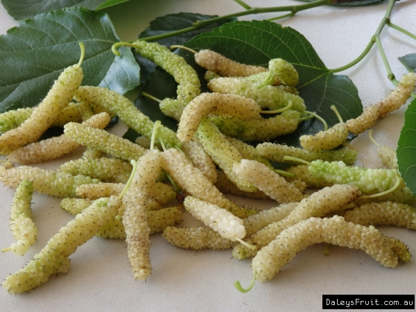 White Mulberry Tree