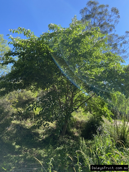 White shahtoot mulberry discount tree for sale