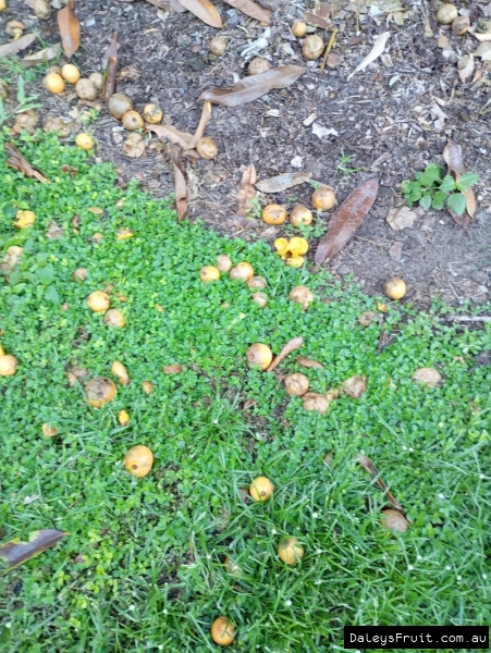 Sweet Garcinia Mundoo fruit scattered on the lawn