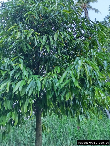 Ripe Mundoo fruit developing on the sweet garcinia tree