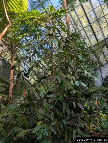Mundoo in Adelaide Botanic Gardens