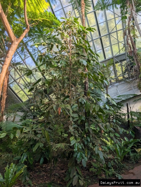 Mundoo in Adelaide Botanic Gardens