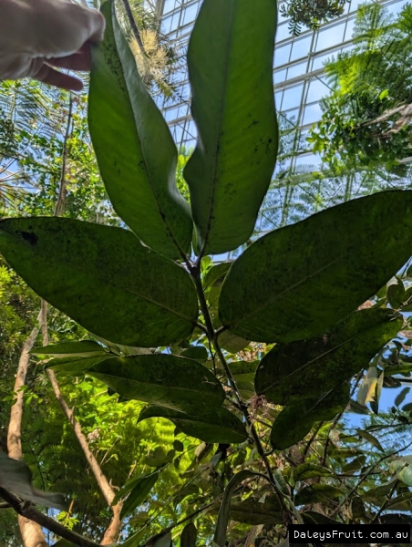 Mundoo in Adelaide Botanic Gardens
