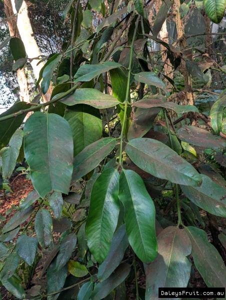 Mundoo in Adelaide Botanic Gardens