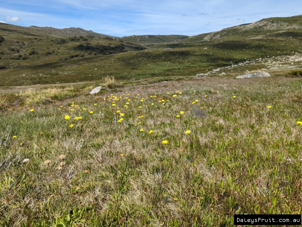 Murnong in Flower in Mt Kociuszko