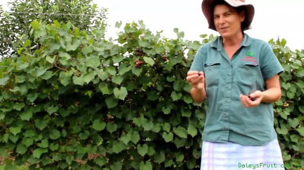 Muscadine Grapes