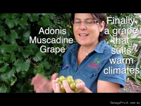 Adonis Grape Vine