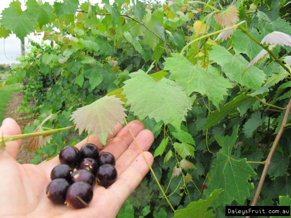 20 Organic Muscadine Grape Vine Cuttings – Black Noble & Bronze Carlos (10+10)