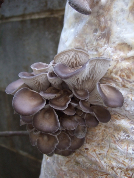 Blue Oyster Mushroom Growing