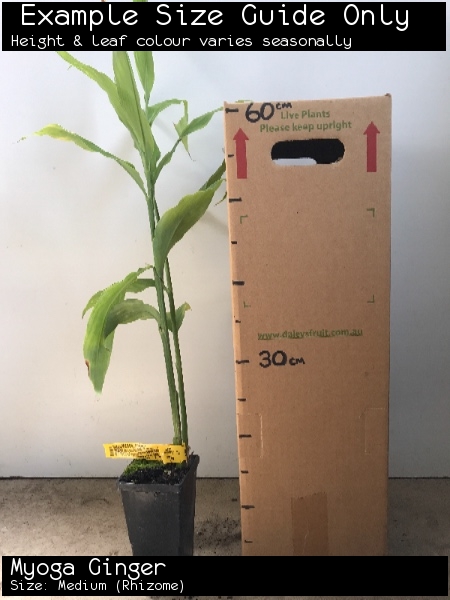 Myoga Ginger For Sale (Size: Medium) (Rhizome)