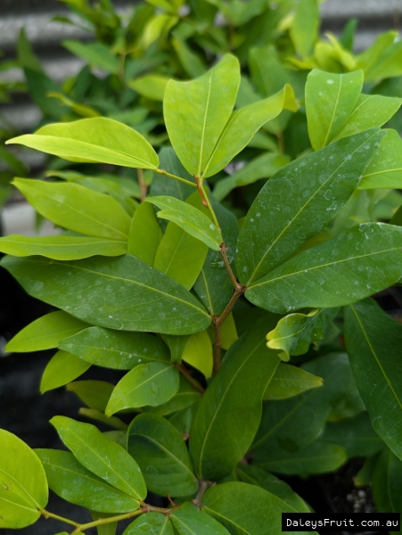 Leaves of a small Nam Nam plant (All Rights Reserved)