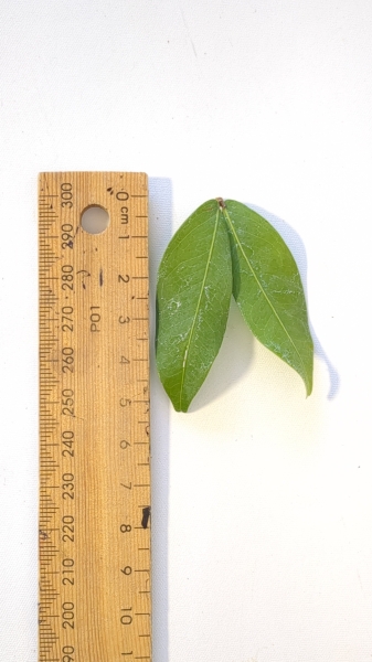 Leaf of the Nam Nam