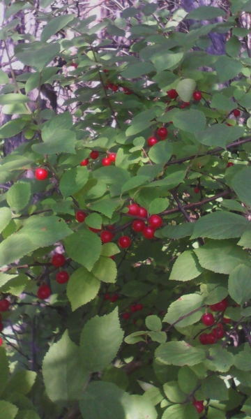 nanking cherry