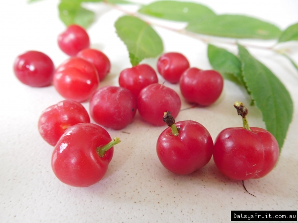 Nanking Cherry Fruits