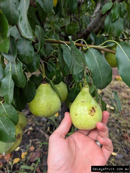 Tsu Li Nashi Pear