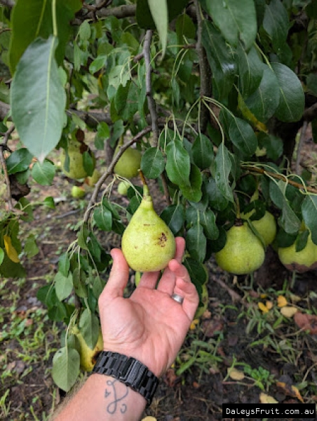 Tsu Li Nashi Pear