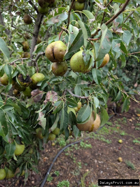 Winter Nelis/Bonne De Maline nashi pear