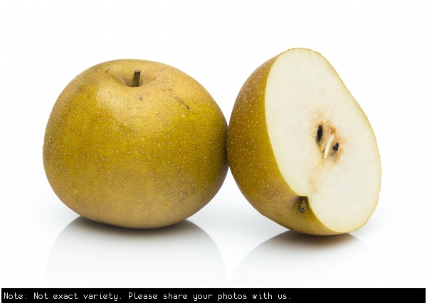 Nashi Pear not exact variety