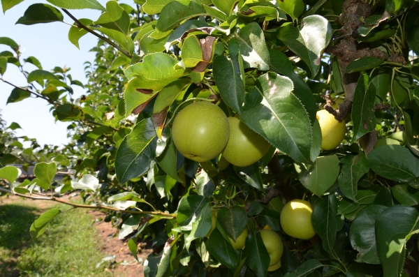 Nashi Pear General Variety