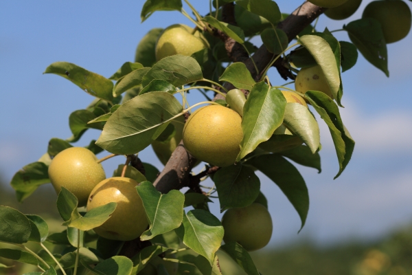 Nashi shinseiki Pear Growing on Fruit Tree