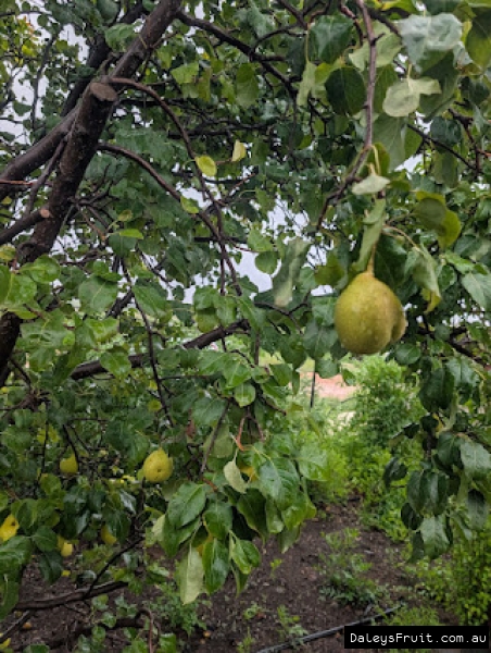 Ripening Ya Li pears in SA