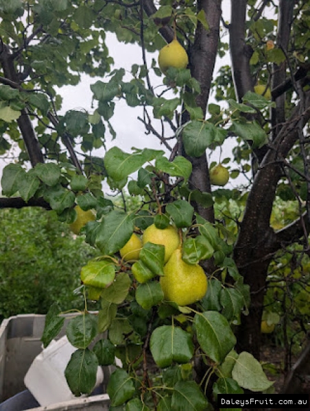 Ripening Ya Li Pears growing in Adelaide region South Australia