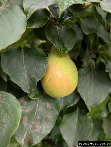 Ripening Ya Li Pears amidst green leaves