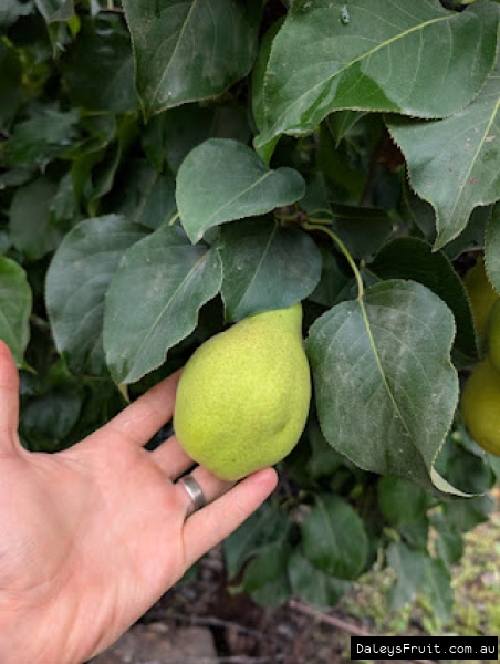 Ripening Ya Li Pears amidst green leaves