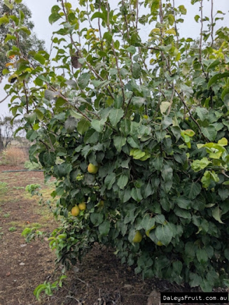 Ripening Ya Li Pears amidst green leaves