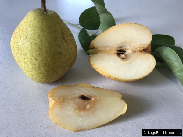 Nashi Pear Fruit - Pyrus pyrifolia