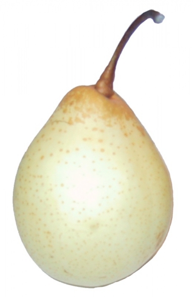 Nashi Ya Li or Japanese Pear