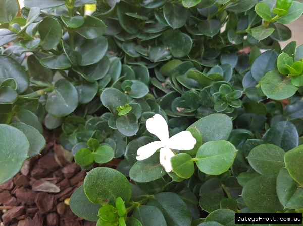 Fresh flowers amidst Ntal plum foliage