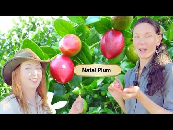 Video: Natal Plum Fruit Trees Taste Test