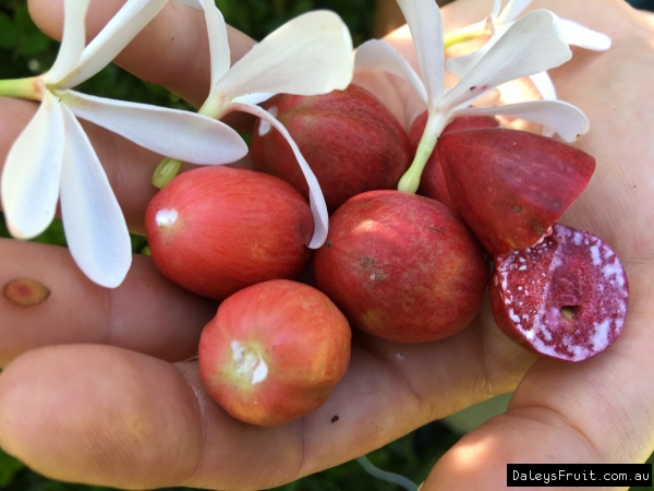 Natal Plum Fruit Tree in Hands the flowers and the fruit for Australia