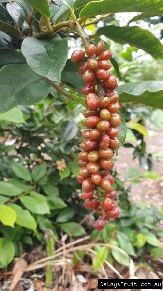 Native Currant