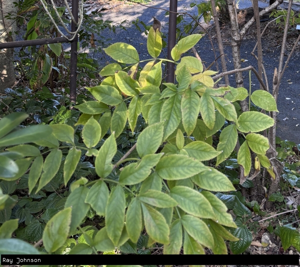 Weeping growth form of the Native Elderberry