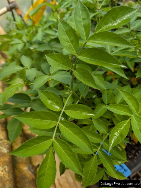 Fresh growth on the Native Elderberry stock