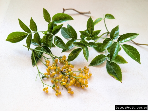 Display of fruit and foliage from Australian Native Elderberry Sambucus australasica